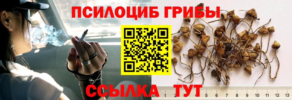 Галлюциногенные грибы Cubensis Волжский